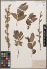 Foto von Salix cinerea L.